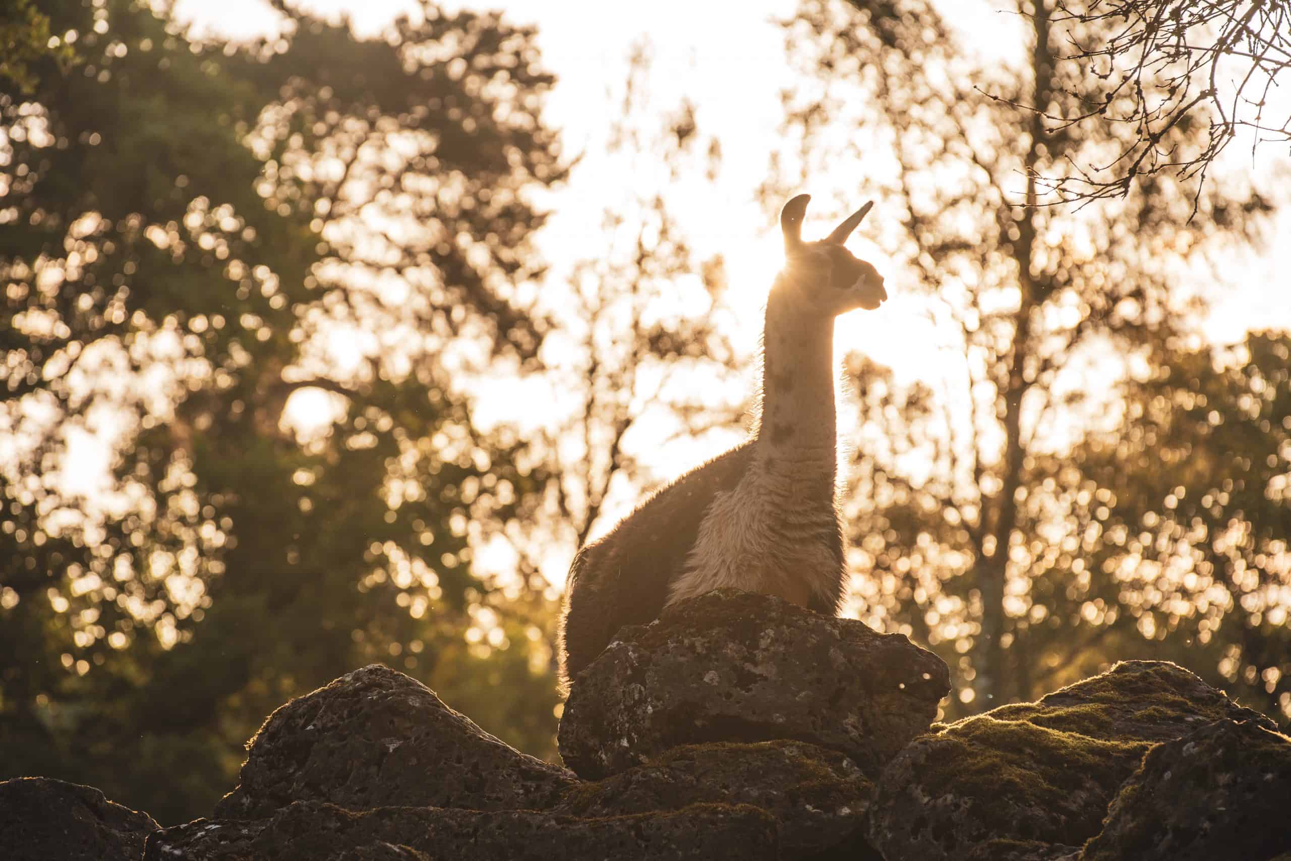 Lama EST